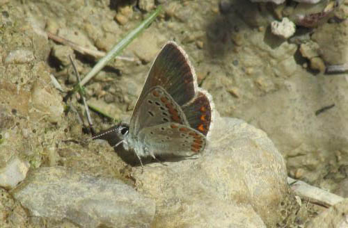 Aricia artaxerxes